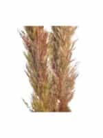 Διακοσμητικό Κλαδί-Φύλλο Αποξηραμένο (Σετ 2Τμχ) 3-85-483-0010 150cm Green-Brown Inart - Image 2