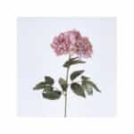 Κλαδί Με Λουλούδι Παιώνια Υφασμάτινο-Πλαστικό 68εκ. Ροζ ESTHETI 758-12139
