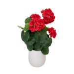 Γεράνι σε Γλαστράκι Κόκκινο 38cm Iliadis 92920